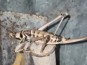 Elazığ’da etçil çekirgeler görüntülendi
