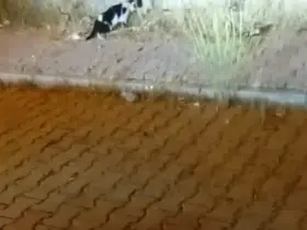 Elazığ’da kedi ile yılanın mücadelesi kamerada
