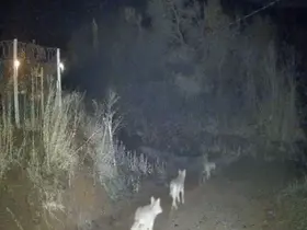 Elazığ’da kurtlar sürü halinde görüldü
