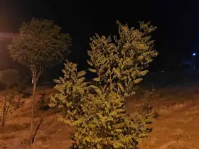 Elazığ’da kuvvetli rüzgar etkisini sürdürüyor
