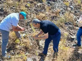 Elazığ’da maden çayı tohumu toplama çalışması
