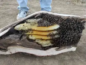 Elazığ’da mağara ve ağaç kovuğundan kilo kilo organik bal çıktı

