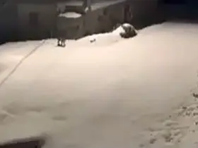 Elazığ’da nesli tükenmekte olan vaşak ailesi görüldü
