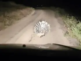 Elazığ’da oklu kirpi görüntülendi
