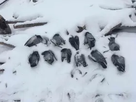 Elazığ’da onlarca güvercin donarak telef oldu
