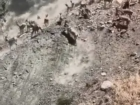 Elazığ’da sürü halinde dağ keçileri görüldü
