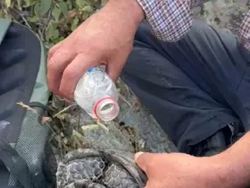 Elazığ’da yangından kaçan kaplumbağaya vatandaşlar sahip çıktı
