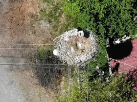 Elektrik direğindeki yuva 23 yıldır leylek ailesine ev sahipliği yapıyor
