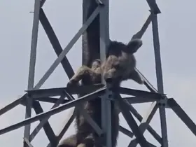 Elektrik direğine tırmanan ayı telef oldu
