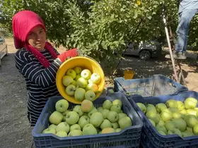 Elma diyarı Eğirdir’de hasat başladı, kuraklık rekolteyi vurdu
