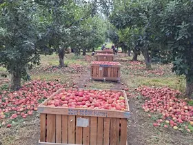 Elma üreticisi maliyet altında eziliyor
