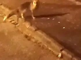 Elmadağ’da aç kalan tilkiler şehir merkezine indi
