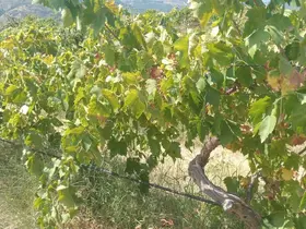 Emek hırsızları bağdan 2 ton üzüm çaldı
