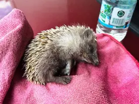 Emet’te bitkin halde bulunan yavru kirpi koruma altına alındı
