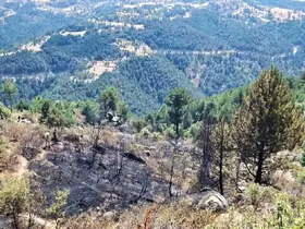 Emet’te çıkan orman yangınında 2 hektar alan zarar gördü
