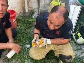 Erdek’te iki bina arasına sıkışan yavru kedi kurtarıldı
