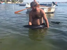 Erdek’te karaya vuran yavru yunus seferberliği
