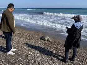 Erdemli sahilinde üzücü manzara: 2 günde 2 caretta caretta telef oldu
