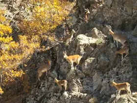 Erzincan dağlarında yaban keçileri görüntülendi

