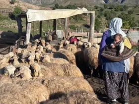 Erzincan Tulum Peyniri yaylalarda geleneksel yöntemlerle üretiliyor
