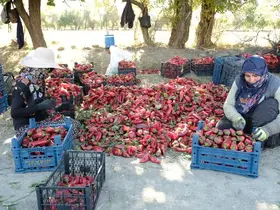 Erzincan’da 100 tonluk üretim hedefi gerçek oldu!
