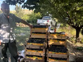Erzincan’da 200 yıllık bağlarda Cimin Üzümü hasadı başladı
