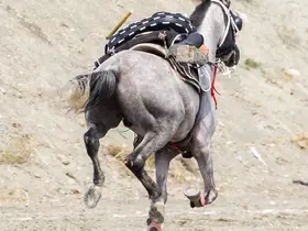 Erzincan’da Atlı Cirit Türkiye Şampiyonası ön eleme müsabakaları tamamlandı
