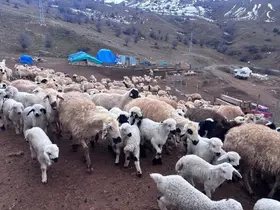 Erzincan’da baharın gelişiyle koyun-kuzu buluşmaları renkli görüntüler sundu
