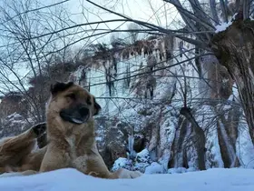 Erzincan’da doğa dondu, Girlevik Şelalesi buz kesti
