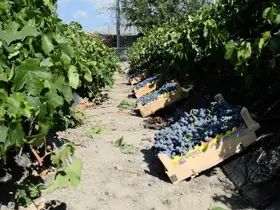 Erzincan’da dolu, Cimin üzümü bağlarını vurdu
