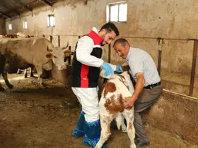 Erzincan’da hayvanları kenelere karşı korumak için ilaçlama başladı
