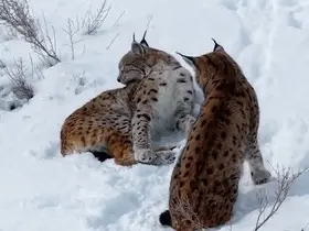Erzincan’da iki vaşak görüntülendi
