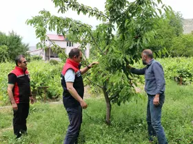 Erzincan’da kiraz hasadında bereketli sezon
