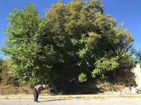 Erzincan’da köylülerin zorlu ceviz hasadı başladı
