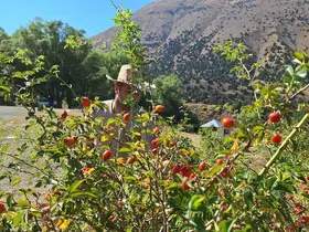 Erzincan’da kuşburnu, zorlu arazilerde toplanmaya başlandı

