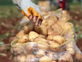 Erzincan’da patates hasadı başladı
