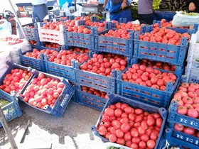Erzincan’da salçalık domates ve biberler tezgahlarda
