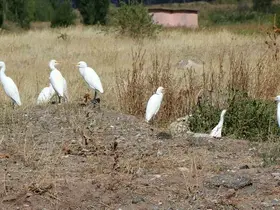 Erzincan’da süzülen kuşların göç hareketleri izleniyor
