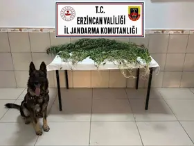 Erzincan’da uyuşturucu operasyonunda 227 kök kenevir ele geçirildi
