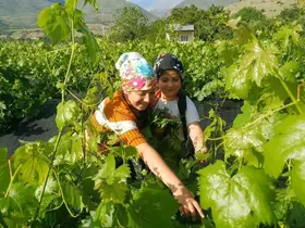 Erzincan’da üzümden önce yaprak hasadı başladı
