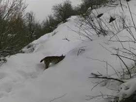 Erzincan’da vaşaktan kurda yaban hayatı kayıt altında

