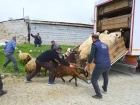 Erzincan’da yayla yolculuğu başladı, üreticiler hayvanları kamyonlara yüklemekte zorlandı
