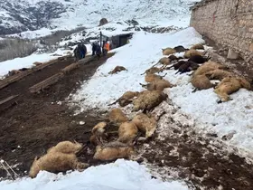 Erzincan’da yemden zehirlendikleri düşünülen 80 koyun telef oldu
