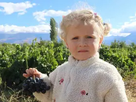 Erzincan’ın az şekerli "Cimin üzümü"nün hasadı sürüyor
