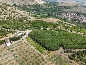 Erzincan’ın yüksek rakımlı kiraz bahçesinde hasat mesaisi
