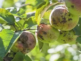 Erzincanlı üreticilere kara leke hastalığı uyarısı
