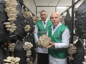 Erzurum Büyükşehir Belediyesi istiridye mantarı üretimine öncülük yaptı

