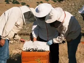 Erzurum’da bal üretimi sektöre değer katıyor
