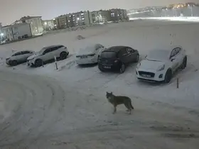Erzurum’da kurt kent merkezine indi
