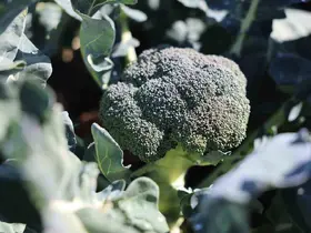 Erzurum’da tarımda yeni bir dönem: İkinci ürün Brokoli hasadı gerçekleştirildi

